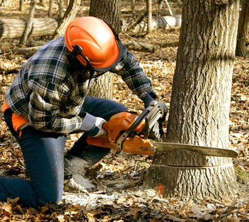 Tree Removal in Big Bar, CA